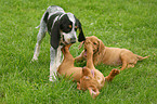 Vizsla und Griffon Bleu de Gascogne