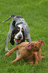 Vizsla und Griffon Bleu de Gascogne