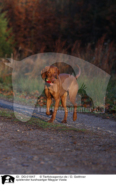 spielender kurzhaariger Magyar Vizsla / playing shorthaired Magyar Vizsla / DG-01847