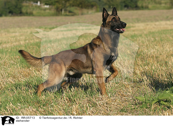 stehender / standing Malinois / RR-05713