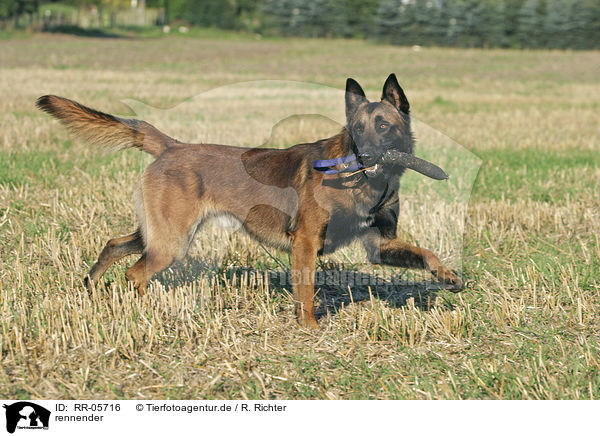 rennender / running Malinois / RR-05716
