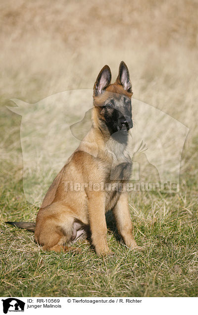 junger Malinois / young Malinois / RR-10569