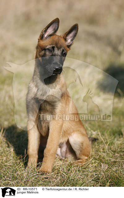 junger Malinois / RR-10571