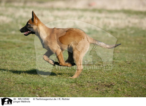 junger Malinois / RR-10592