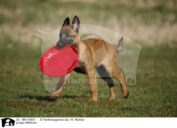 junger Malinois / young Malinois / RR-10601