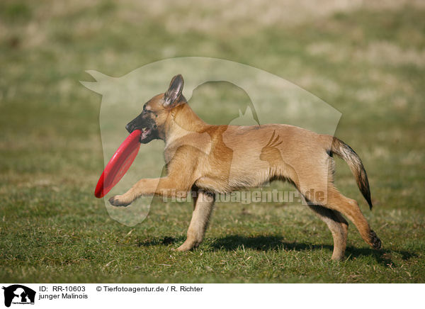 junger Malinois / RR-10603