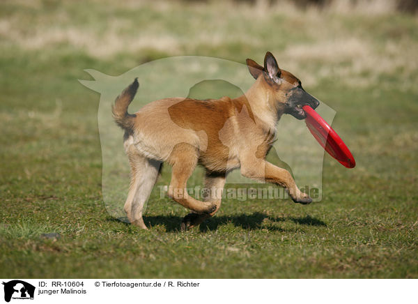 junger Malinois / RR-10604