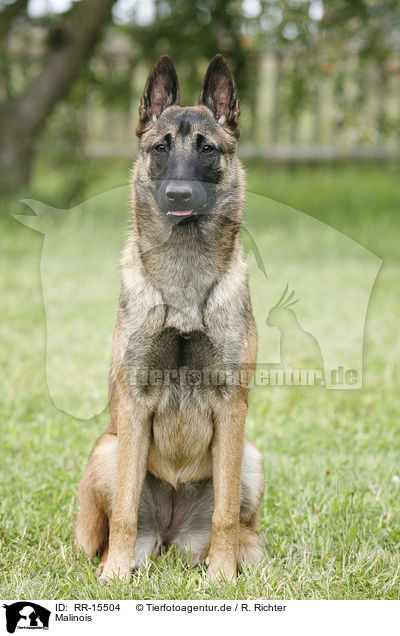 Malinois / Malinois / RR-15504