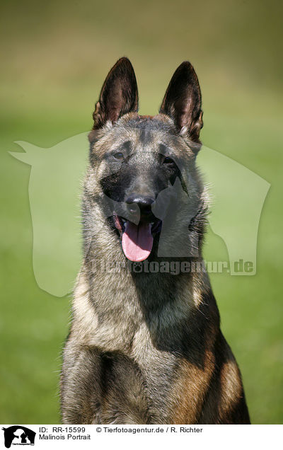 Malinois Portrait / Malinois Portrait / RR-15599