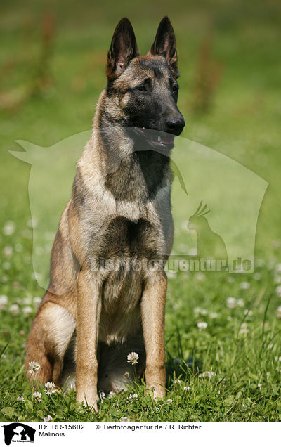 Malinois / RR-15602