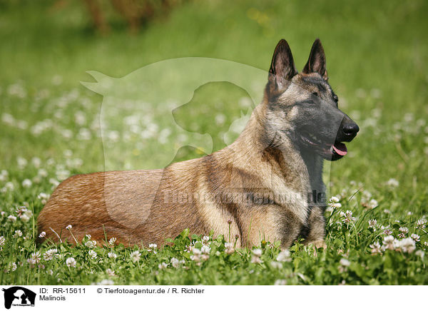 Malinois / Malinois / RR-15611