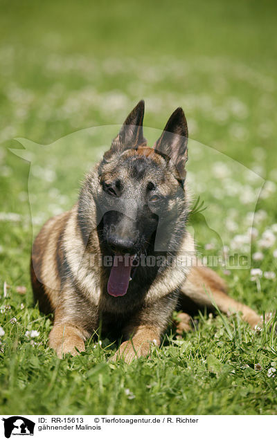 ghnender Malinois / yawning Malinois / RR-15613