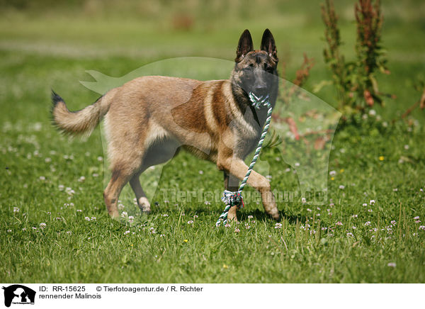 rennender Malinois / running Malinois / RR-15625