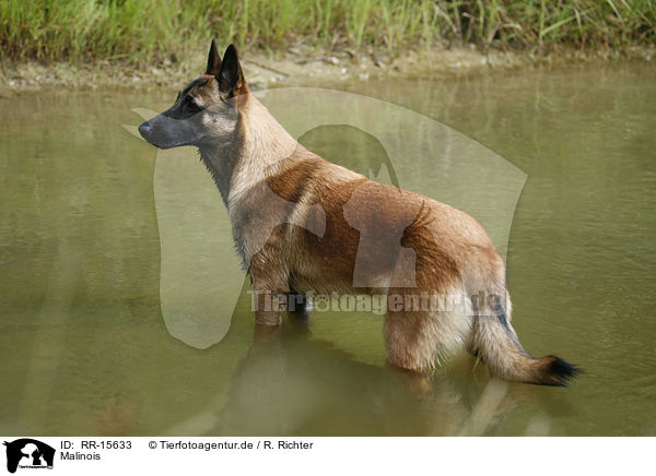 Malinois / Malinois / RR-15633