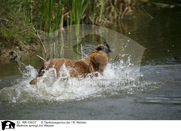 Malinois springt ins Wasser / RR-15637
