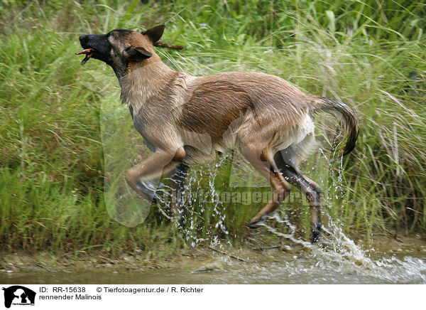 rennender Malinois / running Malinois / RR-15638