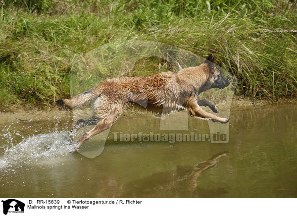 Malinois springt ins Wasser / Malinois / RR-15639