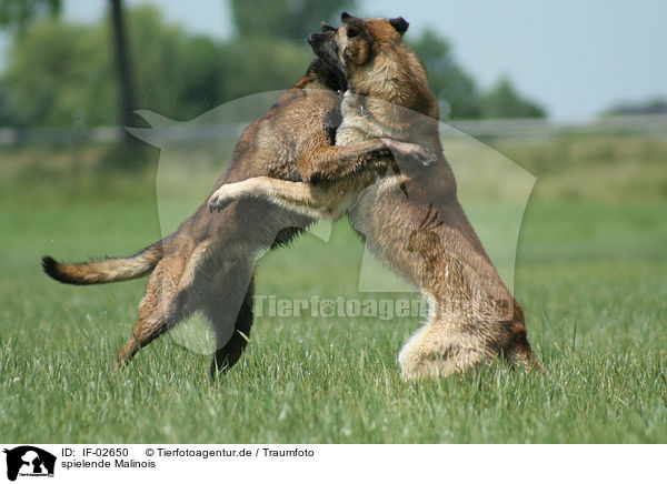 spielende Malinois / playing Malinois / IF-02650