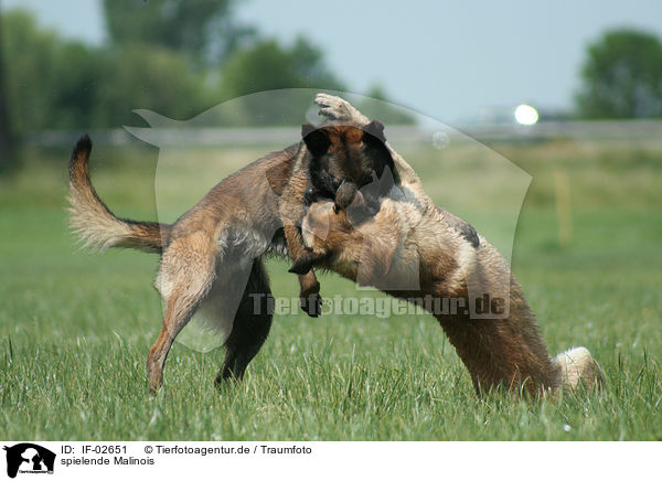 spielende Malinois / playing Malinois / IF-02651