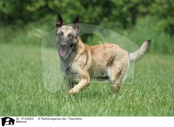 Malinois / Malinois / IF-02653