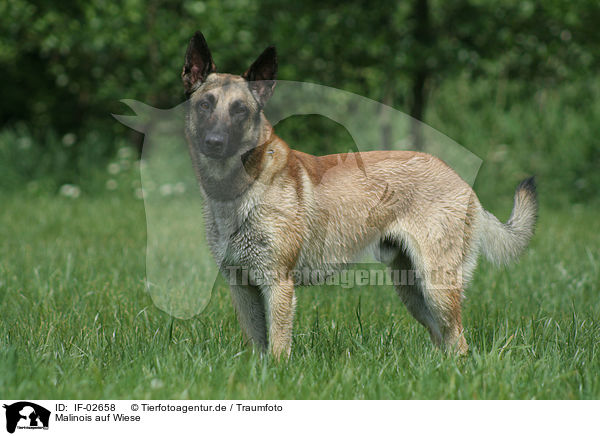 Malinois auf Wiese / Malinois on meadow / IF-02658
