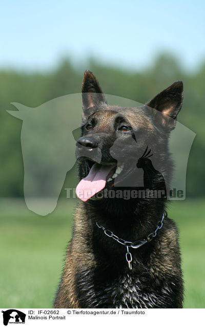 Malinois Portrait / IF-02662