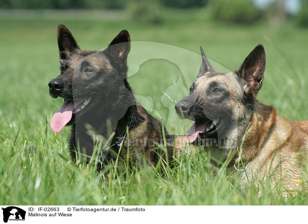 Malinois auf Wiese / Malinois on meadow / IF-02663