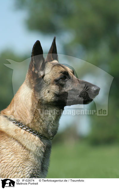 Malinois Portrait / Malinois Portrait / IF-02674