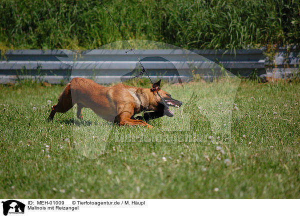 Malinois mit Reizangel / Belgian Malinois with toy / MEH-01009