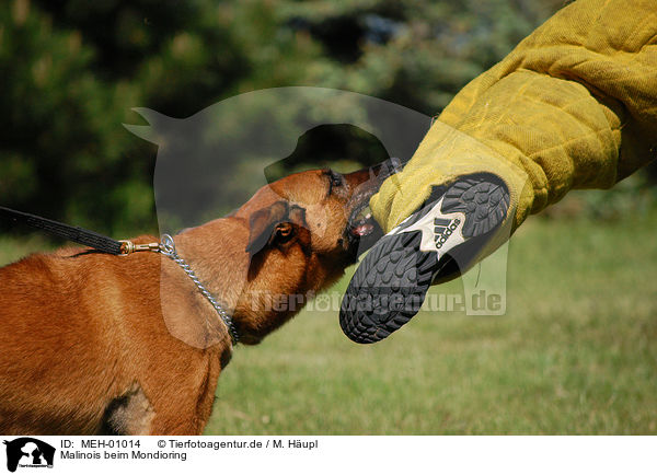 Malinois beim Mondioring / Belgian Malinois / MEH-01014