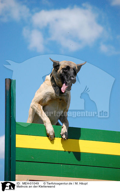 Malinois an der Kletterwand / Belgian Malinois at climbing wall / MEH-01049