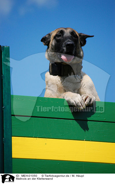 Malinois an der Kletterwand / MEH-01050