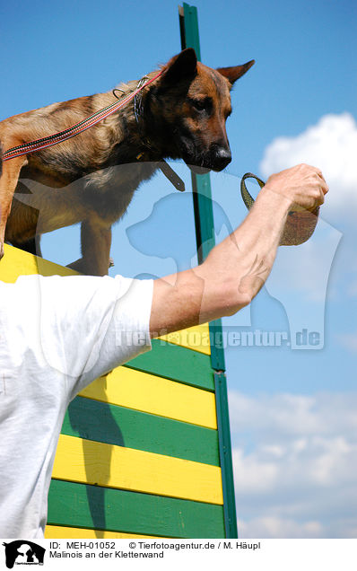 Malinois an der Kletterwand / MEH-01052