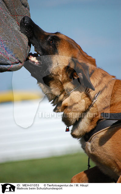 Malinois beim Schutzhundesport / Belgian Malinois / MEH-01053