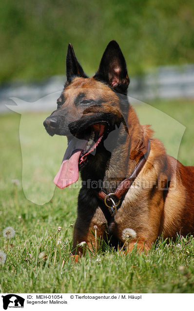 liegender Malinois / lying Belgian Malinois / MEH-01054