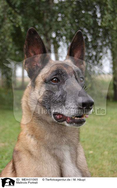 Malinois Portrait / MEH-01065