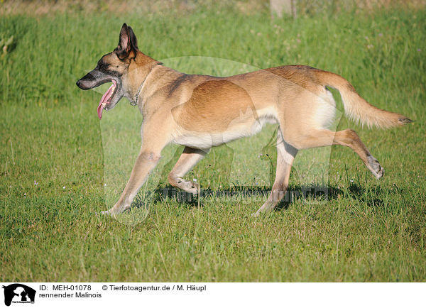 rennender Malinois / MEH-01078