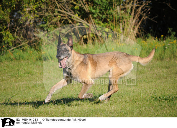 rennender Malinois / running Belgian Malinois / MEH-01083