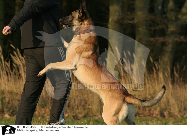 Malinois spring Menschen an / IF-03495
