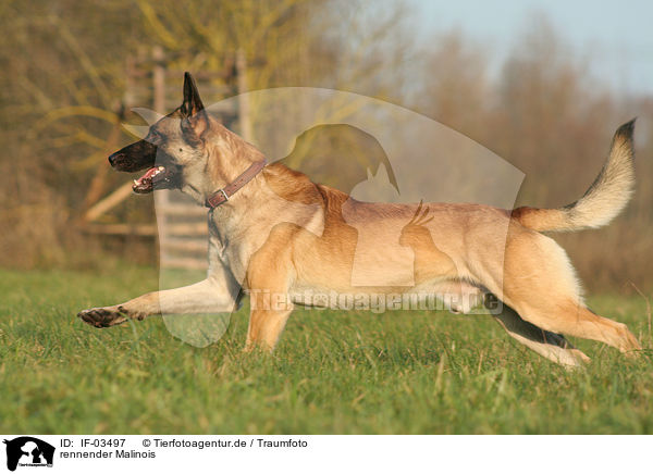 rennender Malinois / running Malinois / IF-03497