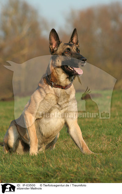 sitzender Malinois / IF-03500