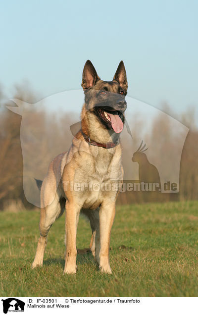 Malinois auf Wiese / IF-03501