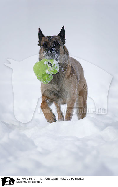 Malinois im Schnee / Malinois in snow / RR-23417