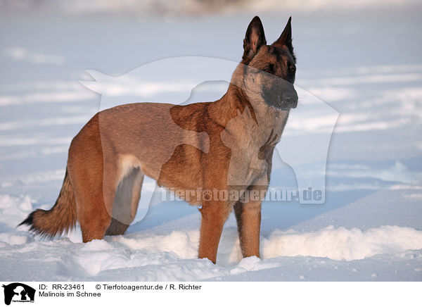 Malinois im Schnee / RR-23461