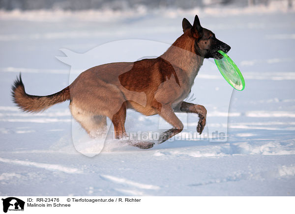 Malinois im Schnee / Malinois in snow / RR-23476
