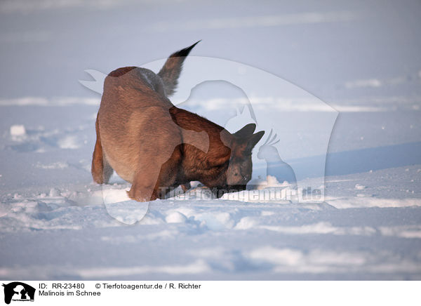 Malinois im Schnee / Malinois in snow / RR-23480