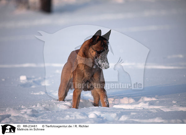 Malinois im Schnee / Malinois in snow / RR-23481