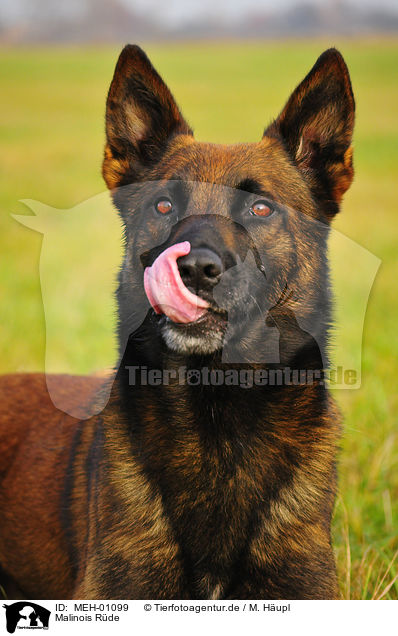 Malinois Rde / MEH-01099