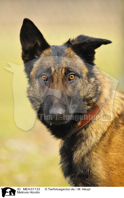 Malinois Hndin / MEH-01133
