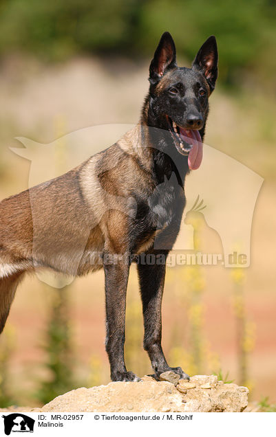 Malinois / Malinois / MR-02957